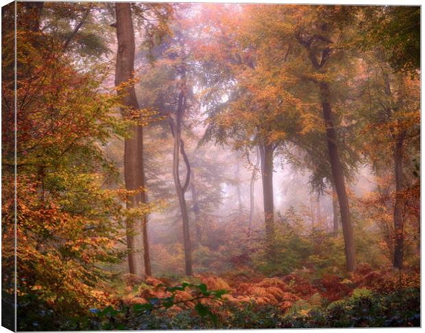 Misty Woodlands Canvas Print by Ceri Jones