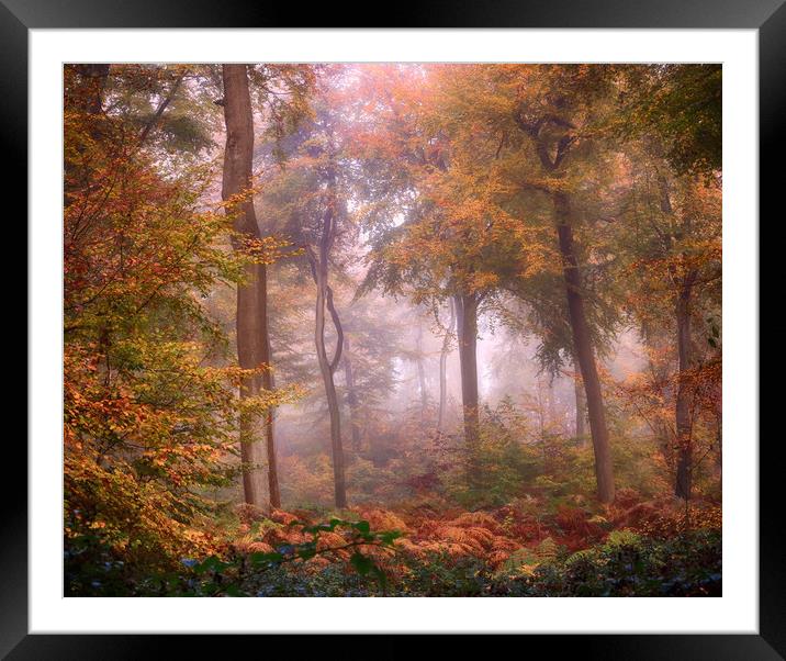 Misty Woodlands Framed Mounted Print by Ceri Jones