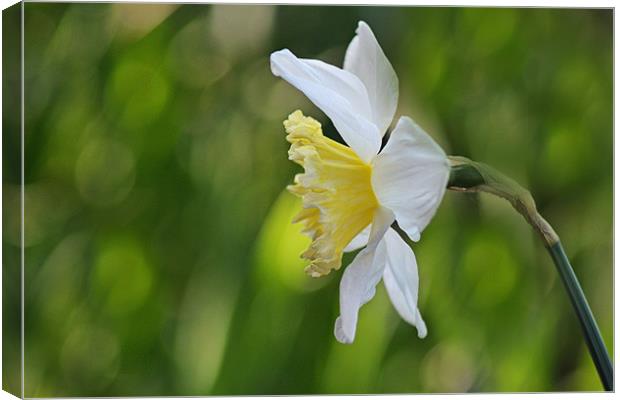 White Daffodil Canvas Print by Donna Collett