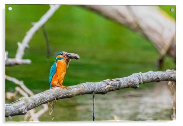 Kingfisher Acrylic by David Martin