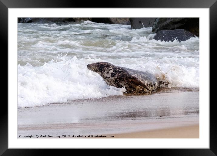 Happy Seal Framed Mounted Print by Mark Bunning