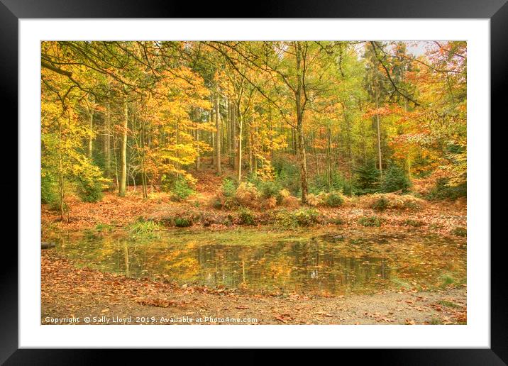 Golden time in Bacton Woods, Norfolk Framed Mounted Print by Sally Lloyd