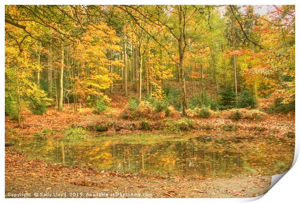 Golden time in Bacton Woods, Norfolk Print by Sally Lloyd