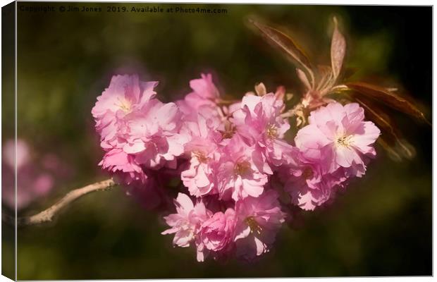Artistic Cherry Blossom Canvas Print by Jim Jones