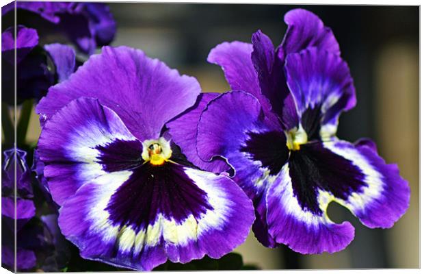 Pansies Canvas Print by Donna Collett