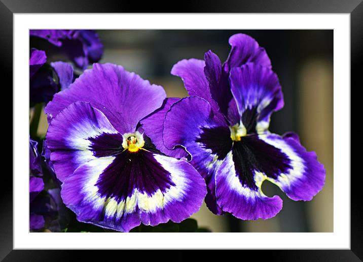 Pansies Framed Mounted Print by Donna Collett