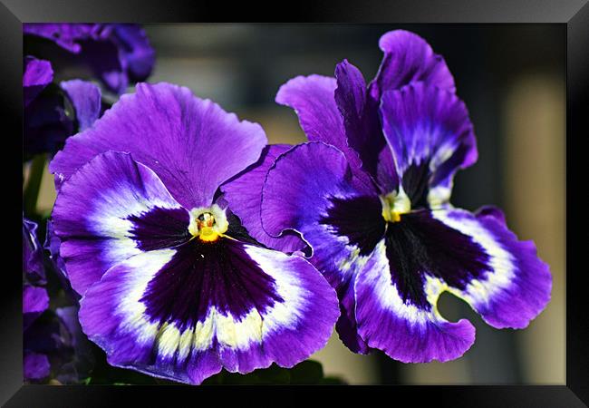 Pansies Framed Print by Donna Collett