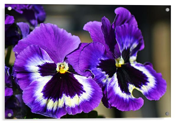 Pansies Acrylic by Donna Collett
