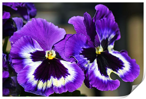 Pansies Print by Donna Collett