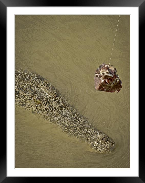 The Cunning Croc Framed Mounted Print by Will Harnett