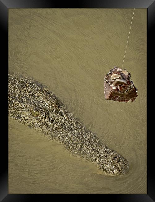 The Cunning Croc Framed Print by Will Harnett