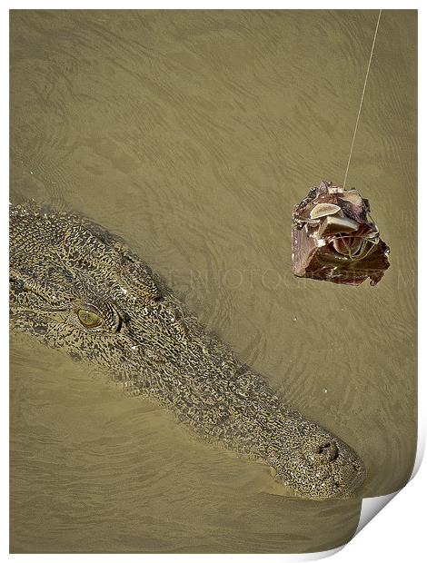The Cunning Croc Print by Will Harnett