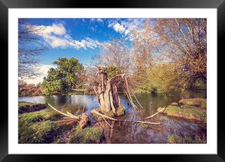 River Trees Framed Mounted Print by Svetlana Sewell