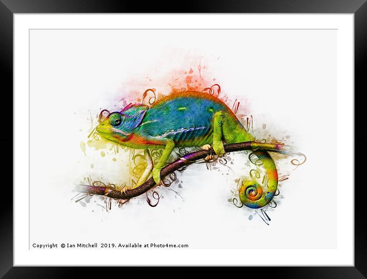 Chameleon Art Framed Mounted Print by Ian Mitchell