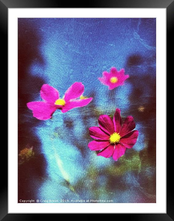 Pink Flower abstract Framed Mounted Print by Craig Brown