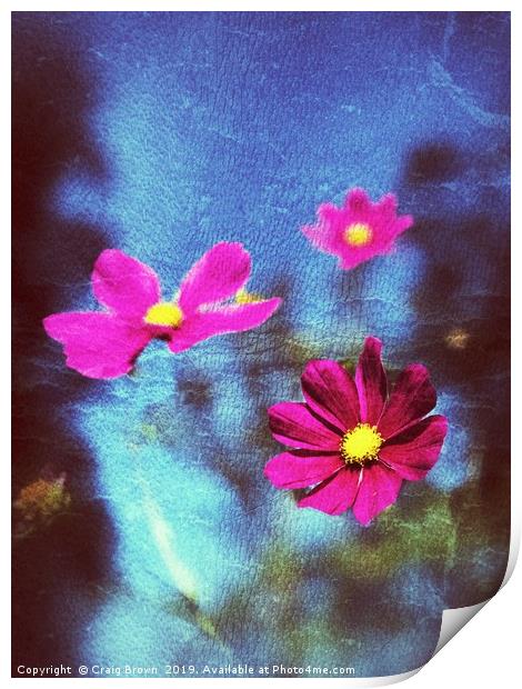 Pink Flower abstract Print by Craig Brown