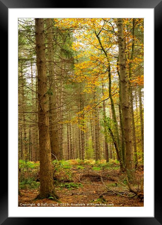 Bacton Woods in Norfolk  Framed Mounted Print by Sally Lloyd