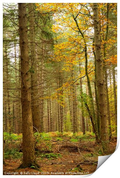 Bacton Woods in Norfolk  Print by Sally Lloyd