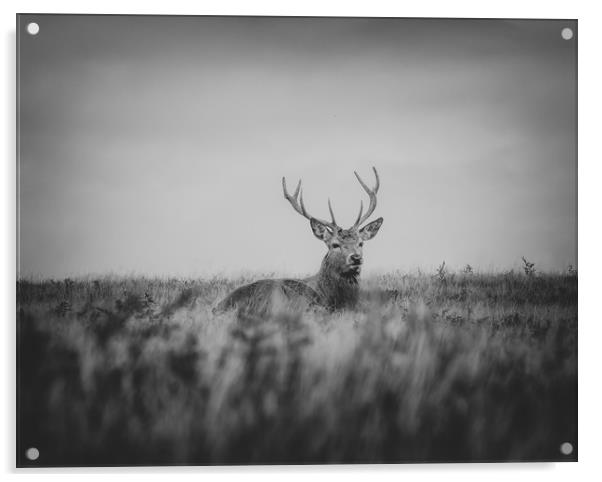 stag  Acrylic by Jason Thompson