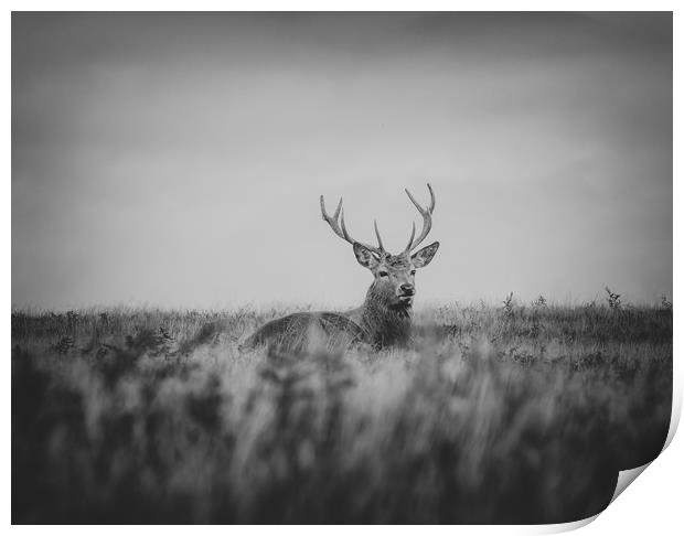 stag  Print by Jason Thompson