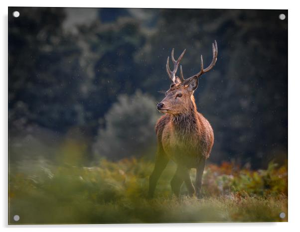 wild stag  Acrylic by Jason Thompson