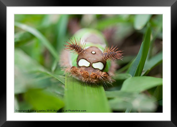 colourful caterpillar Framed Mounted Print by Craig Lapsley