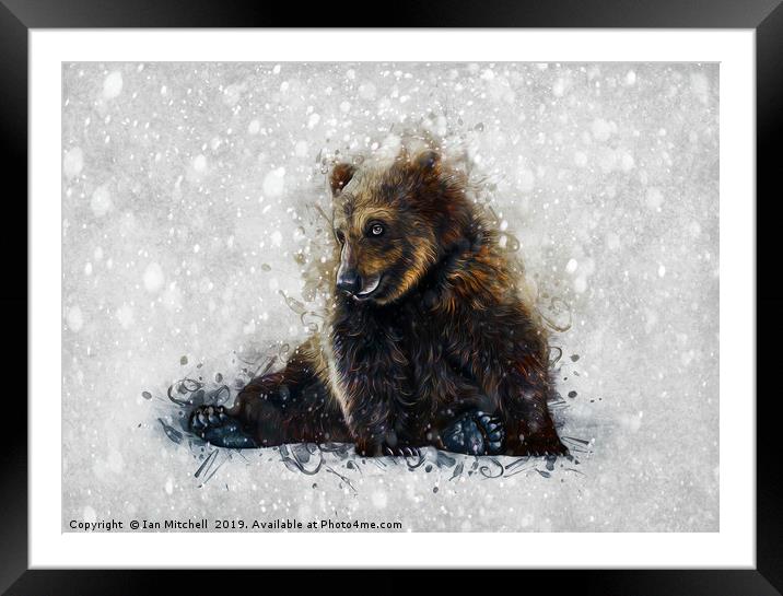 Brown Bear In The Snow Framed Mounted Print by Ian Mitchell
