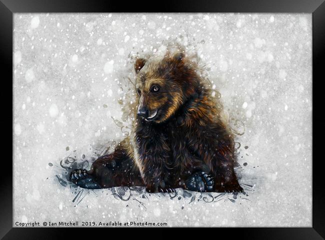 Brown Bear In The Snow Framed Print by Ian Mitchell