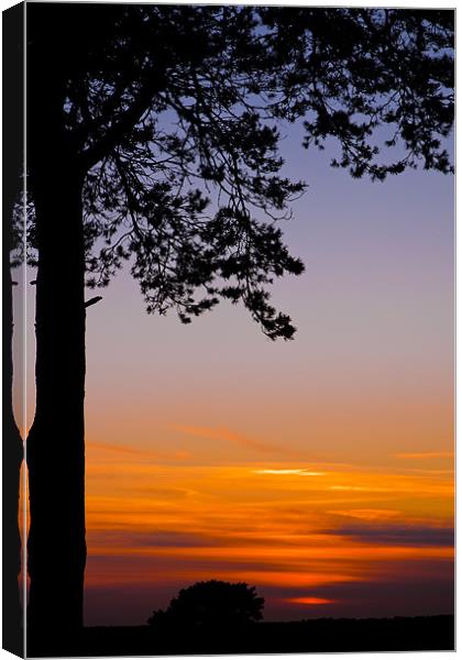 Tree in the sunset Canvas Print by Eddie Howland