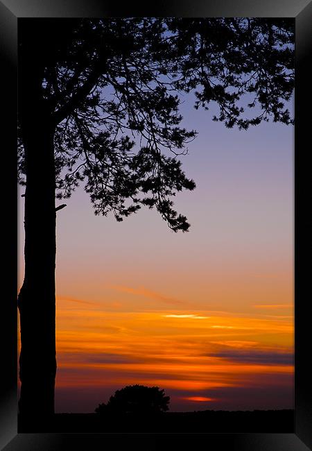 Tree in the sunset Framed Print by Eddie Howland