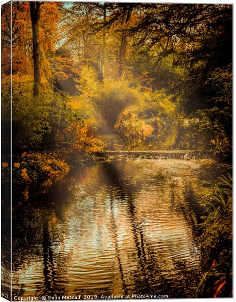 Autumn Light Canvas Print by Colin Metcalf