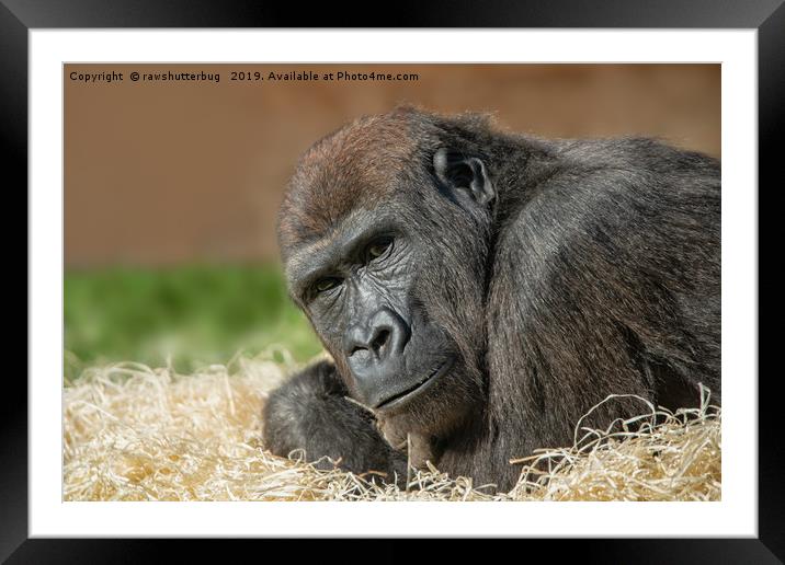 Cheeky Gorilla Lope Framed Mounted Print by rawshutterbug 