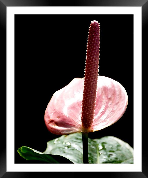 Pink Anthurium Framed Mounted Print by Louise Godwin