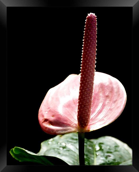 Pink Anthurium Framed Print by Louise Godwin