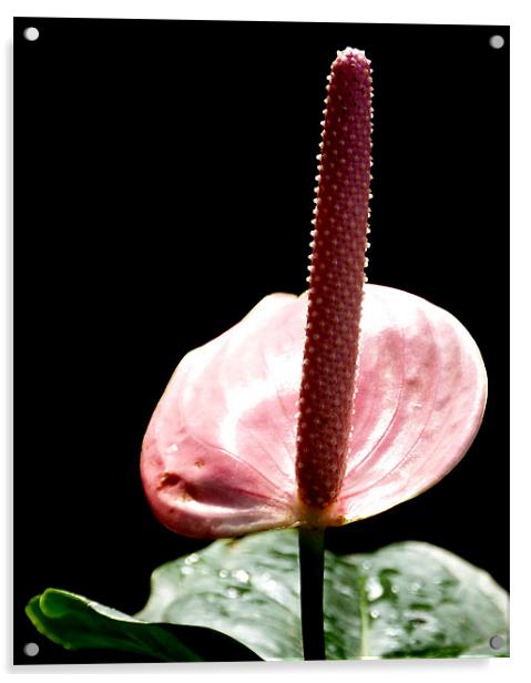 Pink Anthurium Acrylic by Louise Godwin