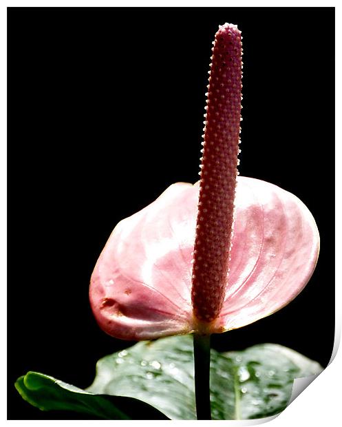 Pink Anthurium Print by Louise Godwin