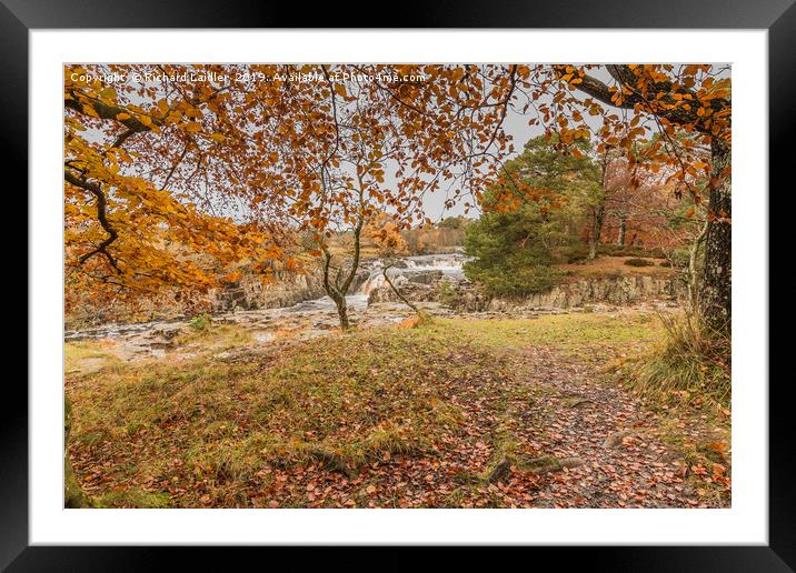 Autumn Leaves at Low Force Waterfall, Teesdale Framed Mounted Print by Richard Laidler