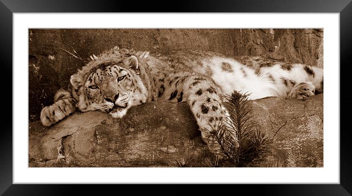 Lazy Snow Leopard Framed Mounted Print by Louise Godwin