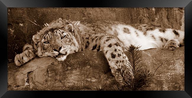 Lazy Snow Leopard Framed Print by Louise Godwin