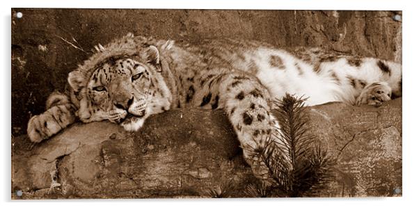 Lazy Snow Leopard Acrylic by Louise Godwin