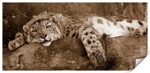 Lazy Snow Leopard Print by Louise Godwin