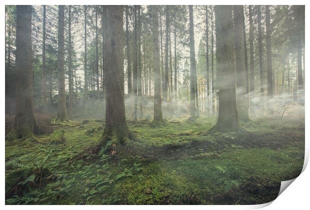 Smoke In The Forest Print by Ronnie Reffin