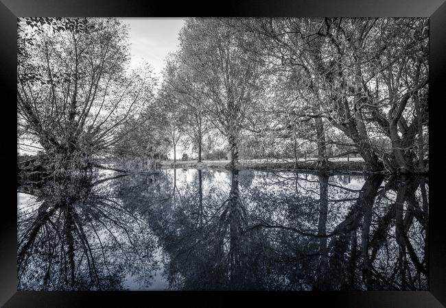Reflections of Trees Framed Print by Svetlana Sewell
