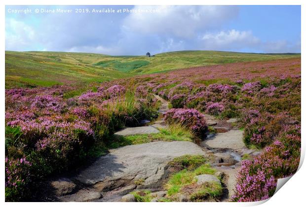 Haworth Moor Footpath to Top Withens Print by Diana Mower