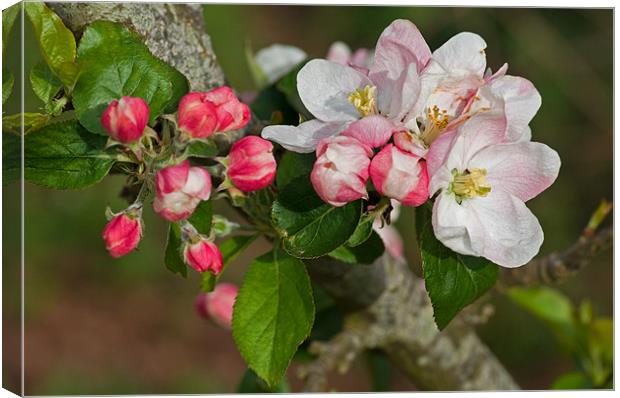 Apple blossom Canvas Print by Pete Hemington