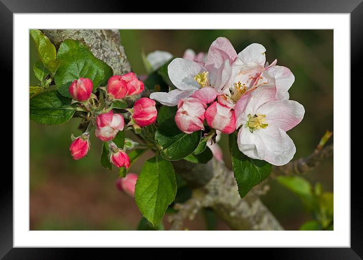 Apple blossom Framed Mounted Print by Pete Hemington
