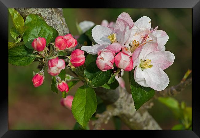 Apple blossom Framed Print by Pete Hemington