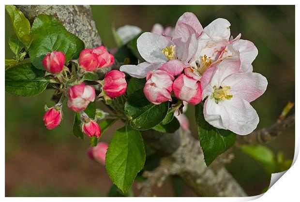 Apple blossom Print by Pete Hemington
