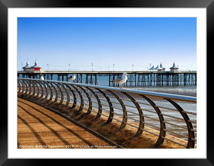 seagulls perched on railings on the promenade in b Framed Mounted Print by Philip Openshaw