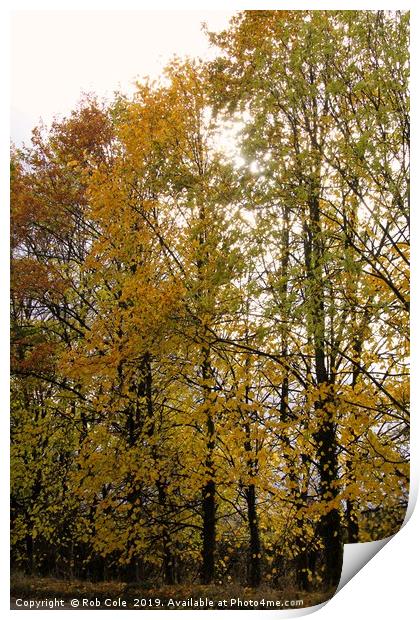 Autumn Trees Print by Rob Cole